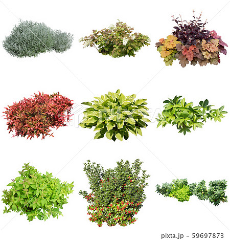 カラーリーフのガーデン寄せ植えのイラスト素材