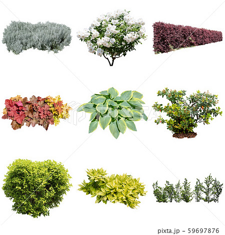 カラーリーフのガーデン寄せ植え 59697876