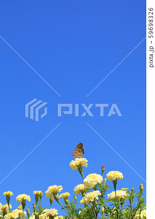 蝶とマリーゴールドの花と青空 59698326