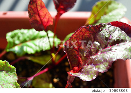 瑞々しさ 瑞々しさ 59698368