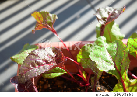 ベランダの菜園 59698369