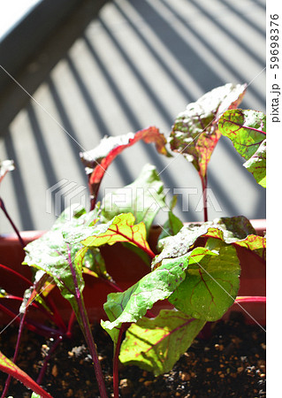 プランターで野菜作りの写真素材