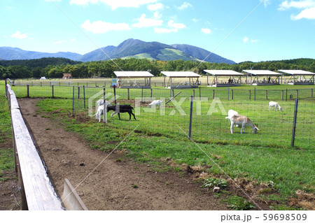 飯田高原の牧場と動物たち 飯田高原の牧場と動物たち 59698509