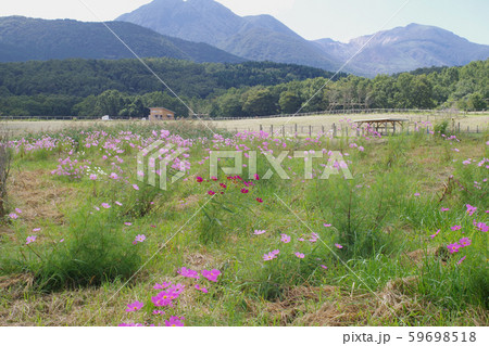 高原のコスモスと九重連山の景色 高原のコスモスと九重連山の景色 59698518