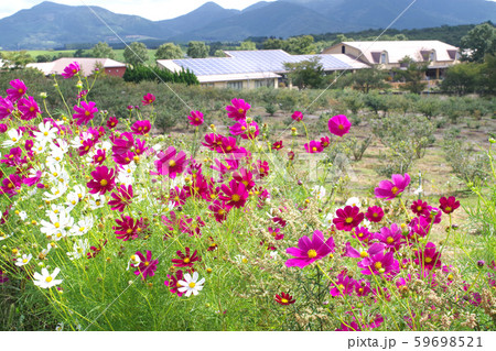 風になびく高原のコスモス 59698521