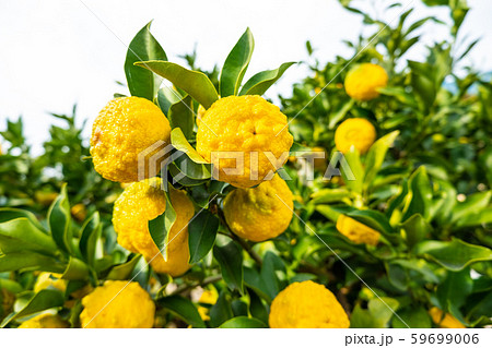 鈴なりの柚子 鈴なりの柚子 59699006