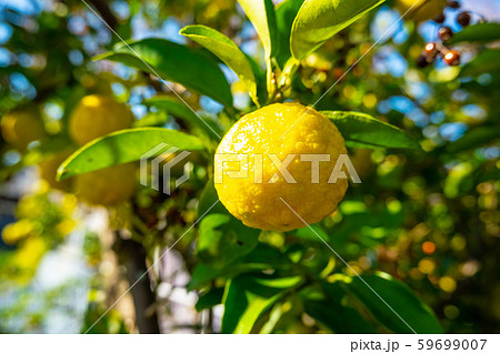 柚子 59699007