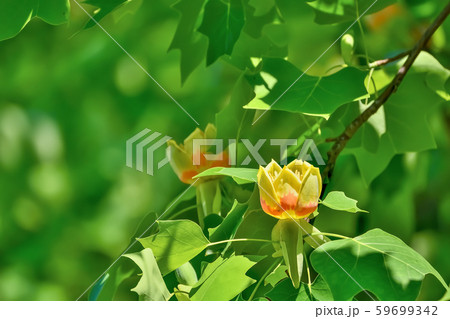 ユリノキの花　Tulip Tree 59699342