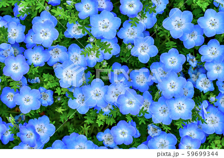 Nemophila/ネモフィラの花 59699344