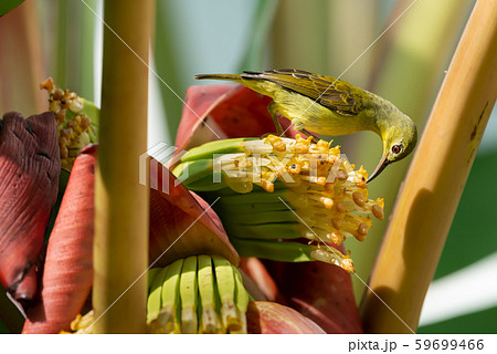 Brown throated sunbird in nature,side view. 59699466