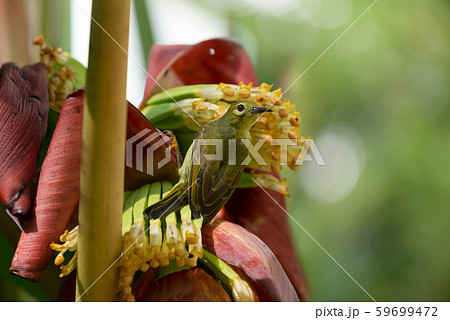 Brown throated sunbird in nature,rear view. Brown throated sunbird in nature,rear view. 59699472