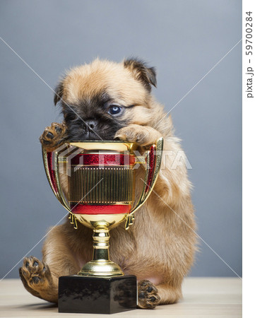 puppy portrait gold cup table  59700284