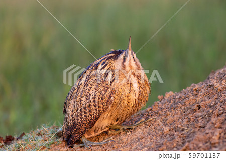 eurasian bittern or great bittern or botaurus stellaris portrait in beautiful green background during winter migration of birds at keoladeo national park or bird sanctuary, bharatpur, rajasthan, india eurasian bittern or great bittern or botaurus stellaris portrait in beautiful green background during winter migration of birds at keoladeo national park or bird sanctuary, bharatpur, rajasthan, india 59701137