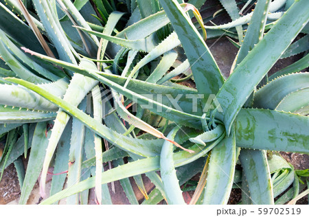 アロエベラ 59702519