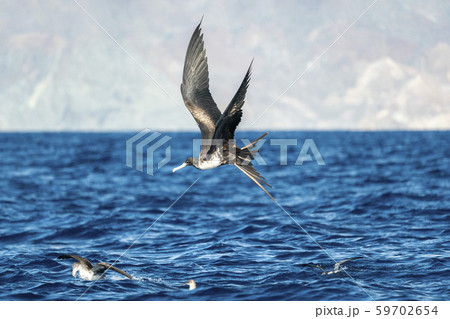 Frigate bird while fighting for a fish catch Frigate bird while fighting for a fish catch 59702654