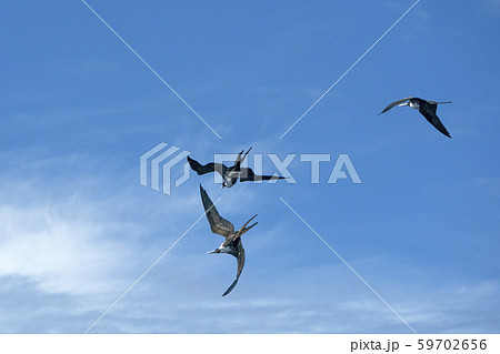 Frigate bird while fighting for a fish catch 59702656