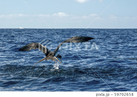 Frigate bird while catching a fish 59702658