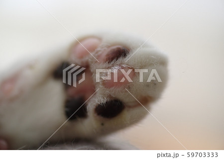 猫の肉球 59703333