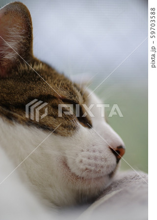 眠そうな猫 59703588