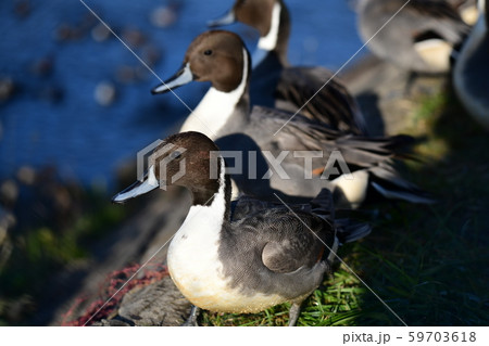 野鳥イメージ素材、オナガガモのオス、千葉県、2019年11月 59703618
