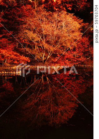 ライトアップに照らされて美しく輝く紅葉の用作公園 59703704
