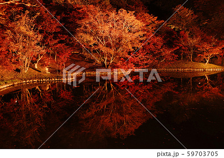 ライトアップに照らされて美しく輝く紅葉の用作公園 59703705