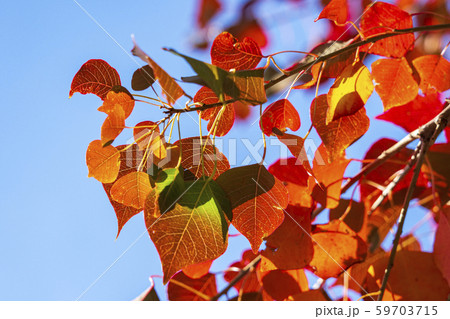 ナンキンハゼの紅葉 59703715