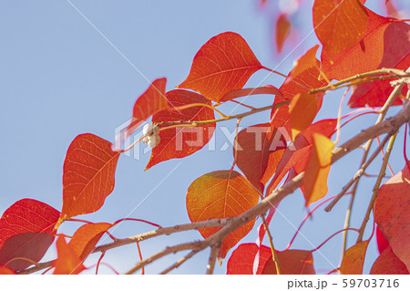 ナンキンハゼの紅葉 59703716