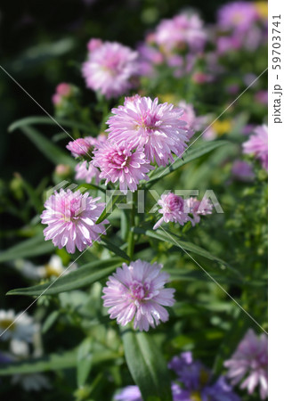 Michelmas daisy Starletta 59703741