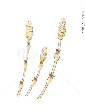 つくし つくし 59703880