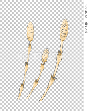 つくし つくし 59703880