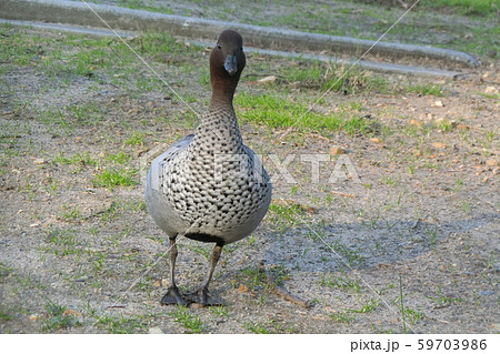 メルボルンの鳥 メルボルンの鳥 59703986