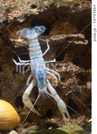 Colorful Australian blue crayfish in aquarium 59704864