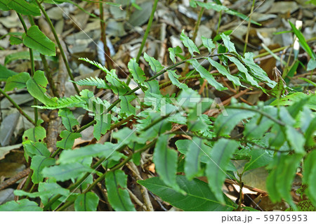 植物：ヤマヤブソテツ　オシダ科 59705953