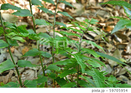 植物：ヤマヤブソテツ　オシダ科 59705954