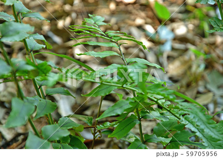 植物：ヤマヤブソテツ　オシダ科 59705956