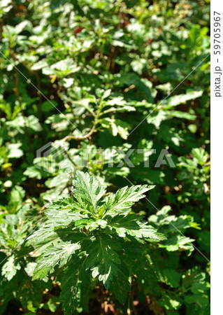 植物:ヨモギ キク科 植物:ヨモギ キク科 59705967