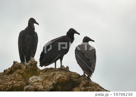 Black vultures on a cliff Black vultures on a cliff 59706230