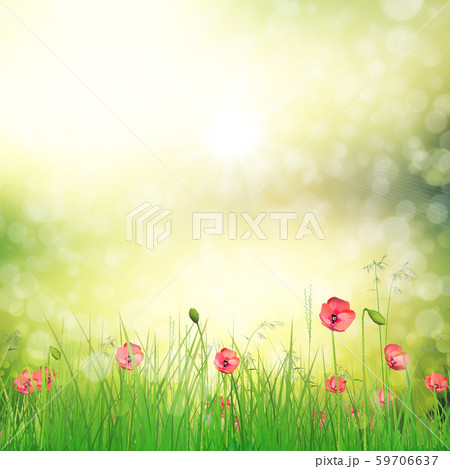 Field of poppy flowers Field of poppy flowers 59706637