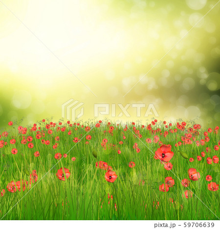Field of poppy flowers 59706639
