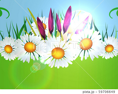 Crocuses and daisies 59706649