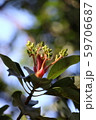 植物 植物 59706687