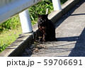 黒猫 黒猫 59706691