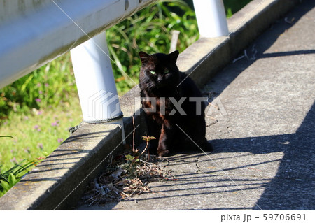黒猫 59706691