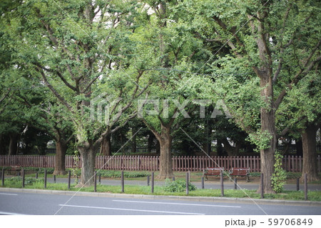 銀杏並木 59706849