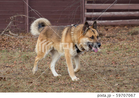 Cute homeless dog is running in the autumn park. Cute homeless dog is running in the autumn park. 59707067