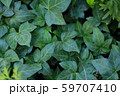 アイビー 59707410