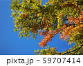 メタセコイア 59707414