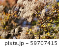 煙の木 59707415