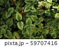 葉っぱ 59707416